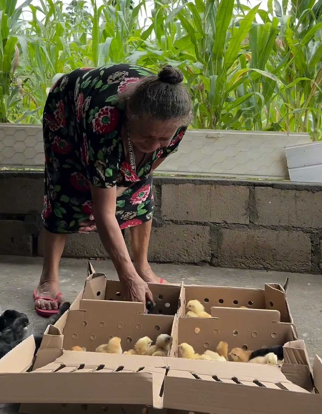 Camacã: Prefeitura distribui cerca de 1.300 pintainhos para produtores do Programa Criação de Galinha Caipira